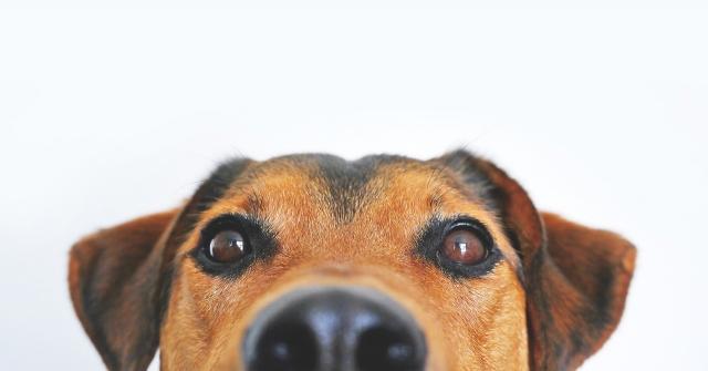 Moving in San Clemente with your pet 101